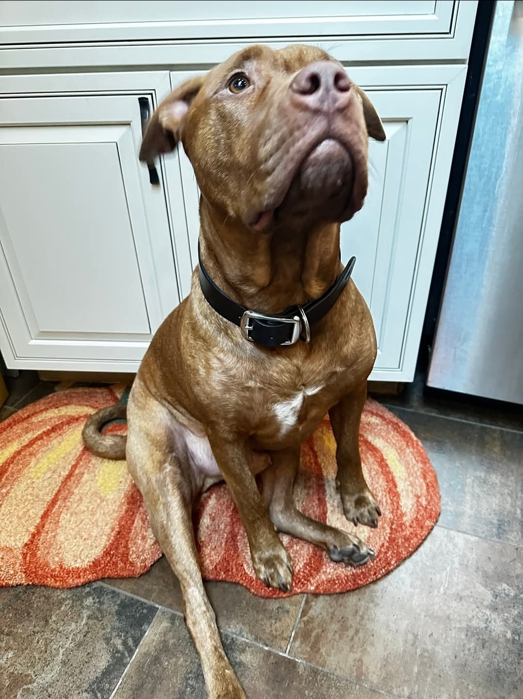 Black dog collar - Image 2