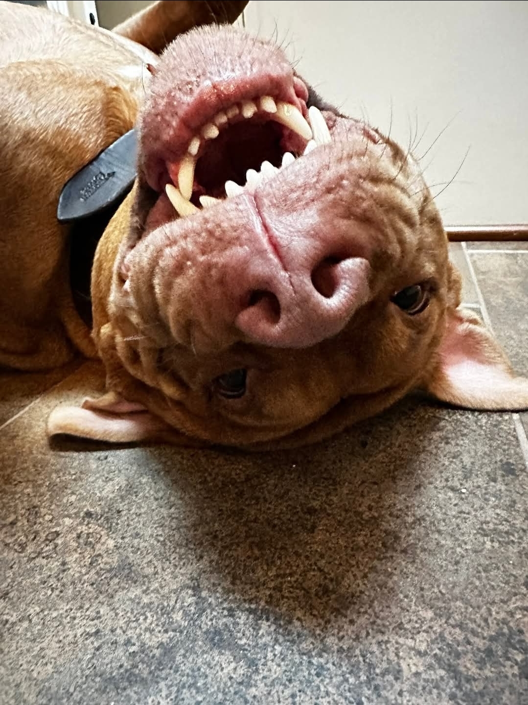 Black dog collar - Image 3